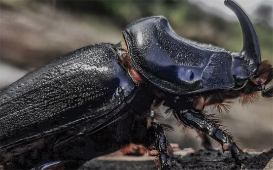 Coconut Rhinoceros Beetle closeup